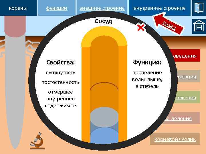 корень: функции внешнее строение внутреннее строение Сосуд наз ад зона проведения Свойства: Функция: вытянутость