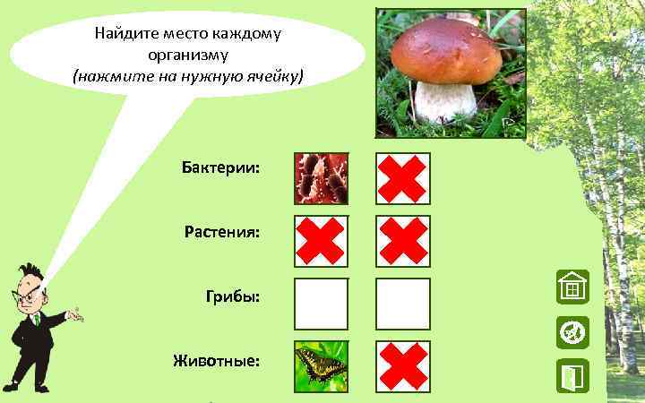 Найдите место каждому организму (нажмите на нужную ячейку) Бактерии: Растения: Грибы: W Животные: N