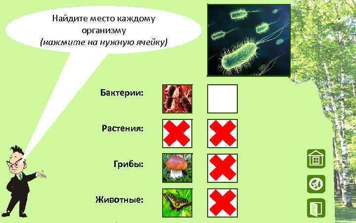 Найдите место каждому организму (нажмите на нужную ячейку) Бактерии: Растения: Грибы: W Животные: N