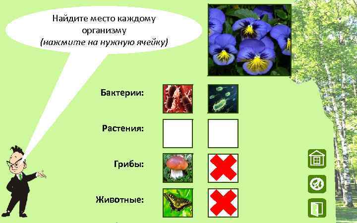 Найдите место каждому организму (нажмите на нужную ячейку) Бактерии: Растения: Грибы: W Животные: N