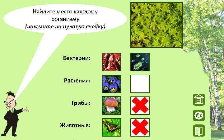 Найдите место каждому организму (нажмите на нужную ячейку) Бактерии: Растения: Грибы: W Животные: N