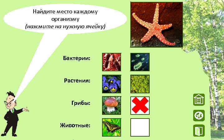 Найдите место каждому организму (нажмите на нужную ячейку) Бактерии: Растения: Грибы: W Животные: N
