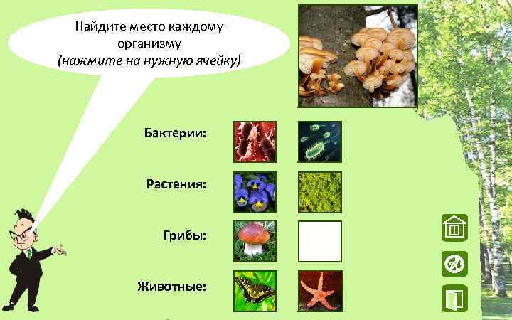 Найдите место каждому организму (нажмите на нужную ячейку) Бактерии: Растения: Грибы: W Животные: N