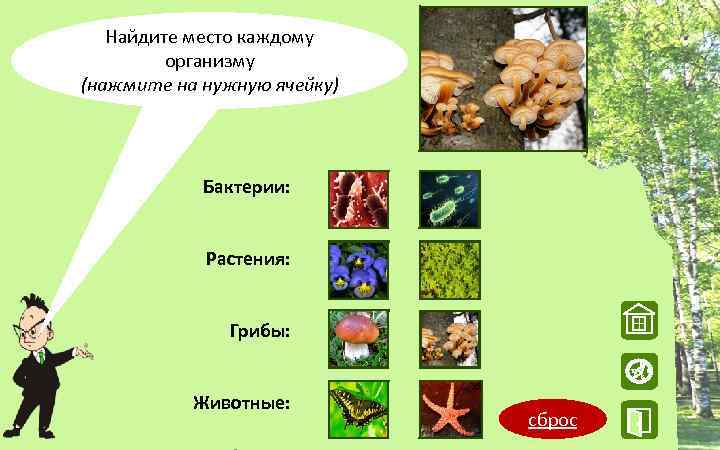 Найдите место каждому организму (нажмите на нужную ячейку) Бактерии: Растения: Грибы: W Животные: сброс