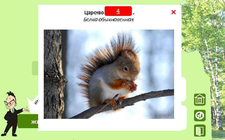 43 21 Представитель. Царствоживотных. . – одуванчик царства грибов , Царство бактерий Царство растений