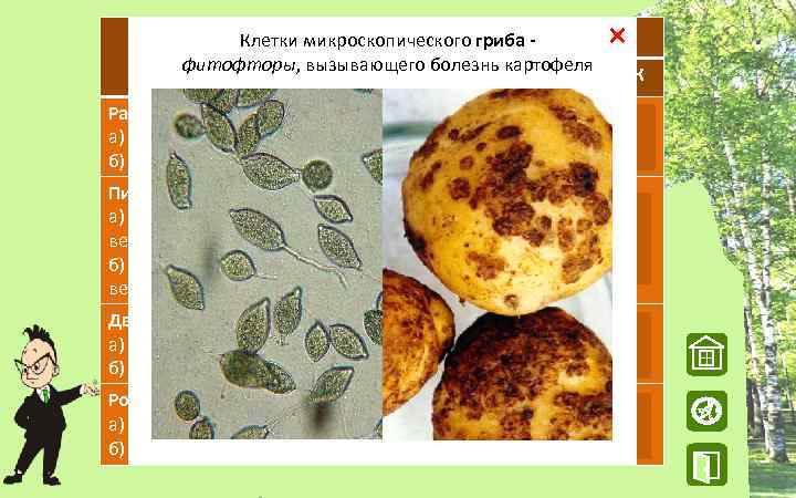 Царства Клетки микроскопического гриба Микроскопическое одноклеточное животное -Микроскопическое одноклеточное растение Признаки хламидомонада фитофторы, вызывающего