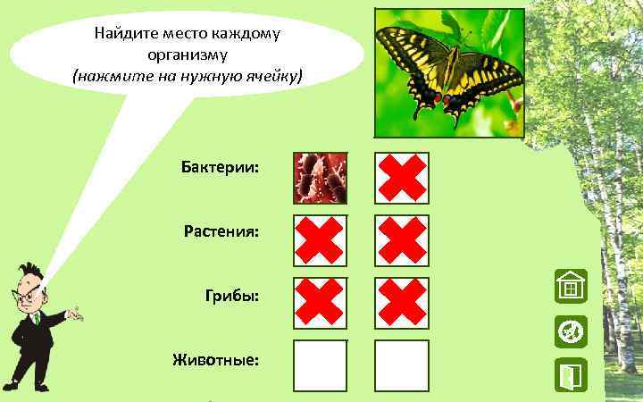 Найдите место каждому организму (нажмите на нужную ячейку) Бактерии: Растения: Грибы: W Животные: N