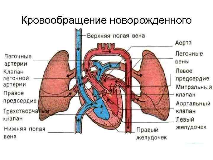 Кровообращение новорожденного 