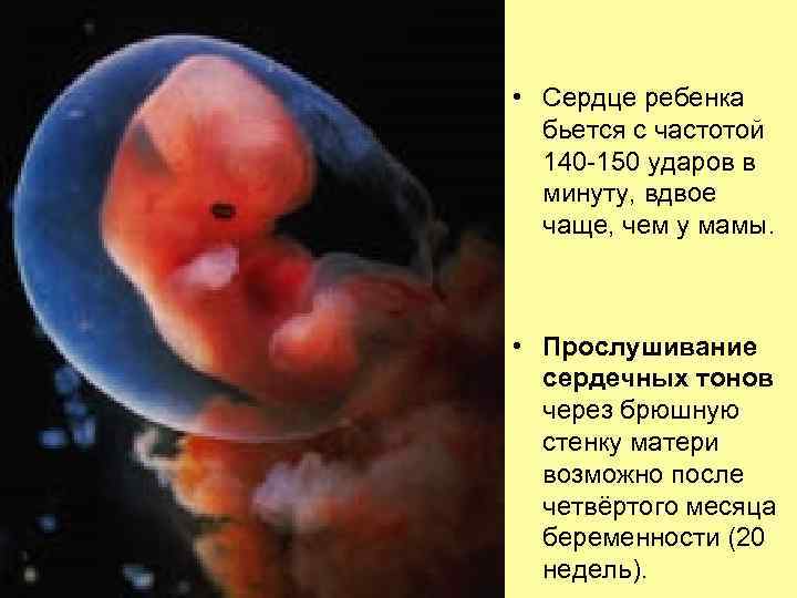  • Сердце ребенка бьется с частотой 140 -150 ударов в минуту, вдвое чаще,