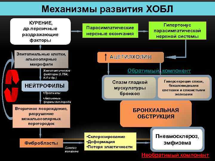 Механизмы развития ХОБЛ КУРЕНИЕ, др. первичные раздражающие факторы Гипертонус парасимпатической нервной системы Парасимпатические нервные
