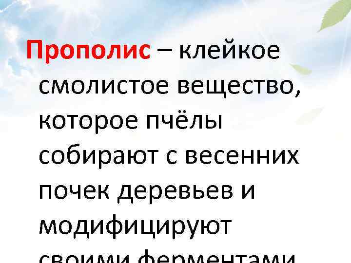 Прополис – клейкое смолистое вещество, которое пчёлы собирают с весенних почек деревьев и модифицируют