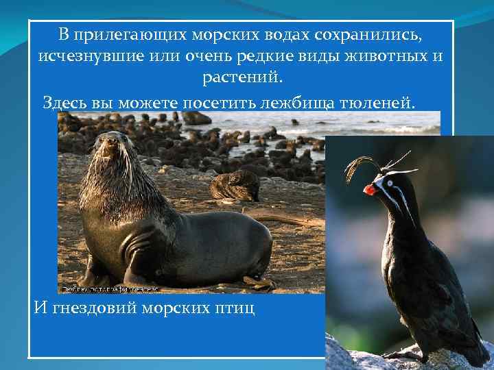 В прилегающих морских водах сохранились, исчезнувшие или очень редкие виды животных и растений. Здесь