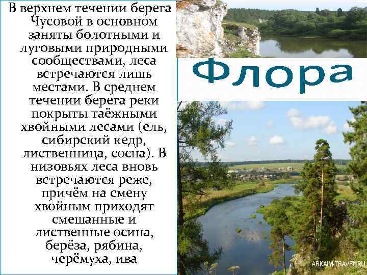 В верхнем течении берега Чусовой в основном заняты болотными и луговыми природными сообществами, леса
