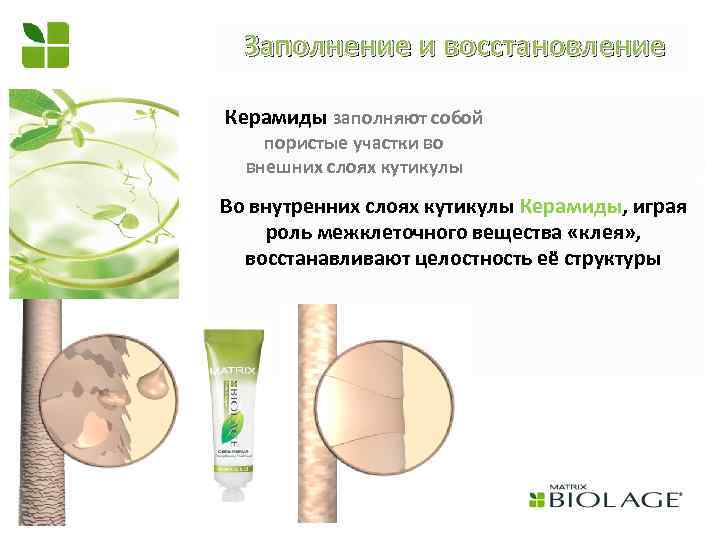 Заполнение и восстановление Керамиды заполняют собой пористые участки во внешних слоях кутикулы Во внутренних