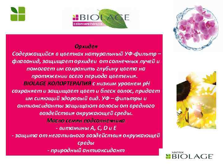 Орхидея Содержащийся в цветках натуральный УФ-фильтр – флавонид, защищает орхидеи от солнечных лучей и