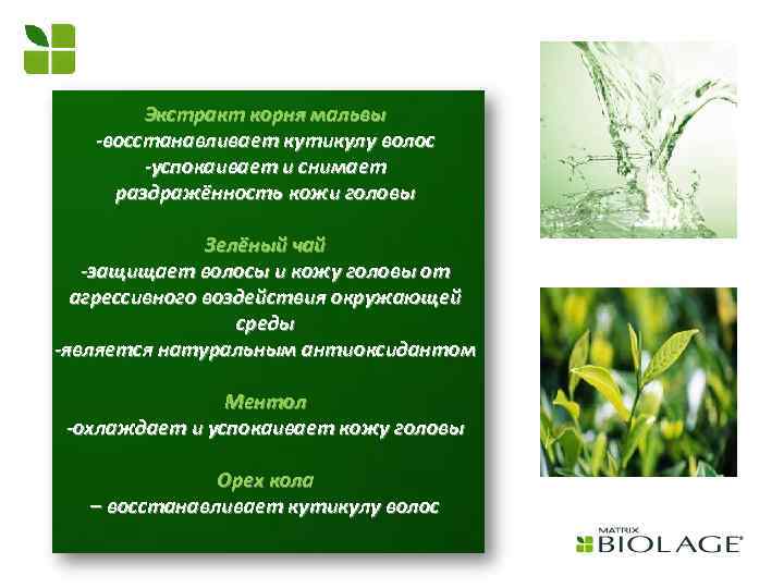 Экстракт корня мальвы -восстанавливает кутикулу волос -успокаивает и снимает раздражённость кожи головы Зелёный чай