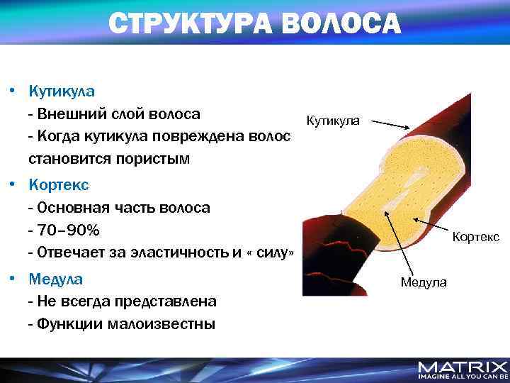 Сколько слоев. Строение кортекса волоса. Строение чешуйчатого слоя волоса (кутикулы). Строение волоса кутикульные слои. Строение волоса слои.