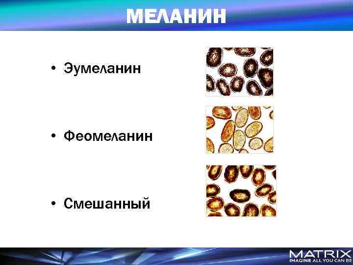 Меланин это. Эумеланин и феомеланин. Меланин эумеланин феомеланин. ЭУ меланина + Фео меланин. Типы пигментов эумеланин.