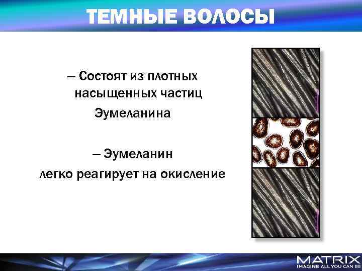 ТЕМНЫЕ ВОЛОСЫ – Состоят из плотных насыщенных частиц Эумеланина – Эумеланин легко реагирует на