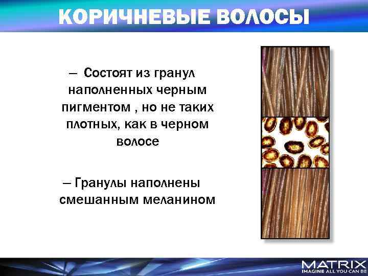 КОРИЧНЕВЫЕ ВОЛОСЫ – Состоят из гранул наполненных черным пигментом , но не таких плотных,