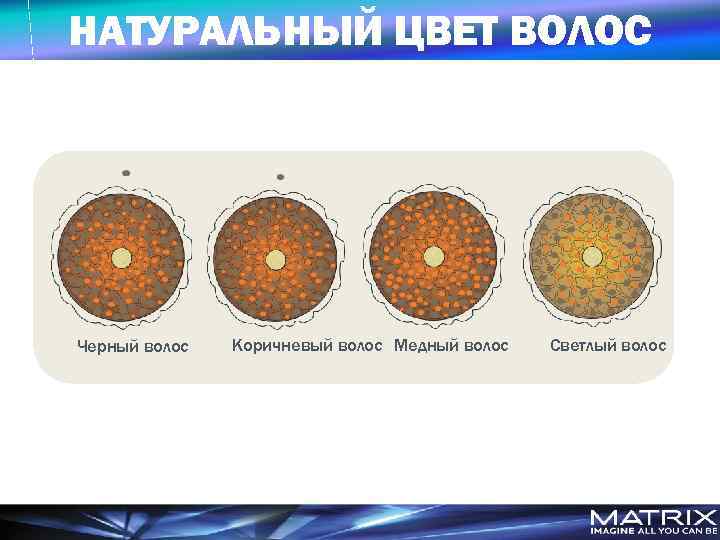 НАТУРАЛЬНЫЙ ЦВЕТ ВОЛОС Черный волос Коричневый волос Медный волос Светлый волос 