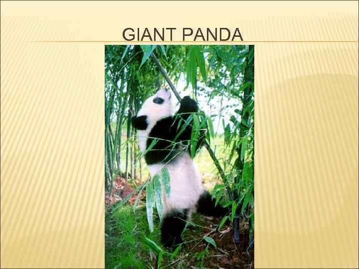 GIANT PANDA 