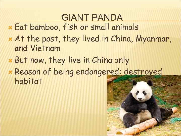  Eat GIANT PANDA bamboo, fish or small animals At the past, they lived