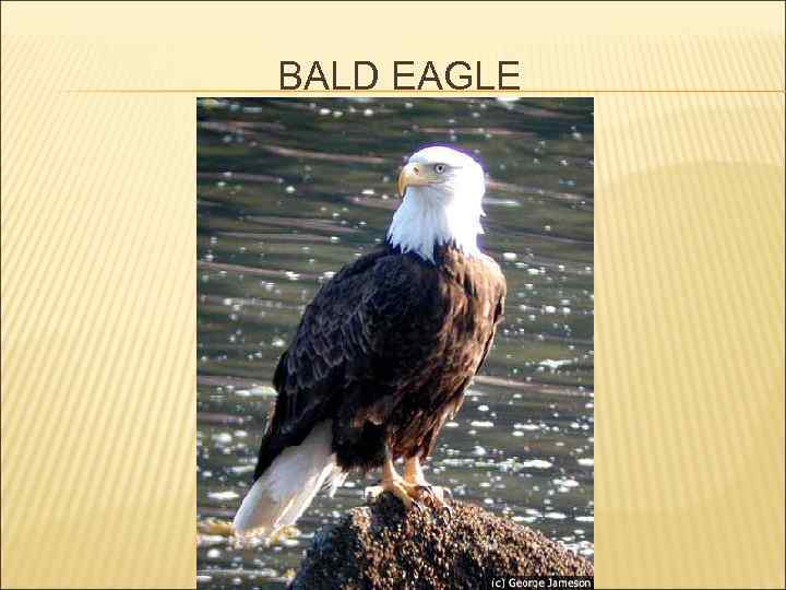 BALD EAGLE 