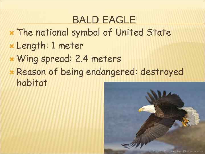  The BALD EAGLE national symbol of United State Length: 1 meter Wing spread: