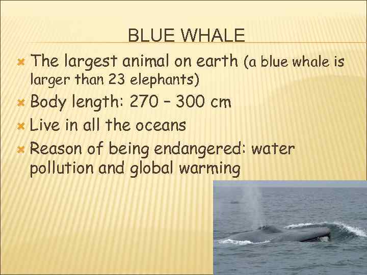 BLUE WHALE The largest animal on earth (a blue whale is larger than 23