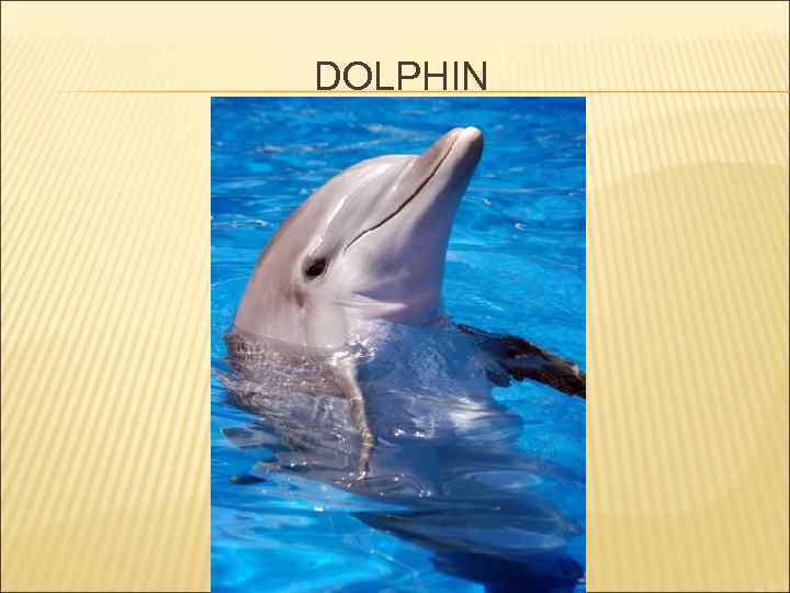 DOLPHIN 