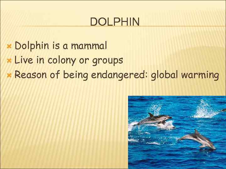 DOLPHIN Dolphin is a mammal Live in colony or groups Reason of being endangered: