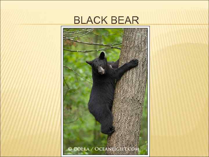 BLACK BEAR 