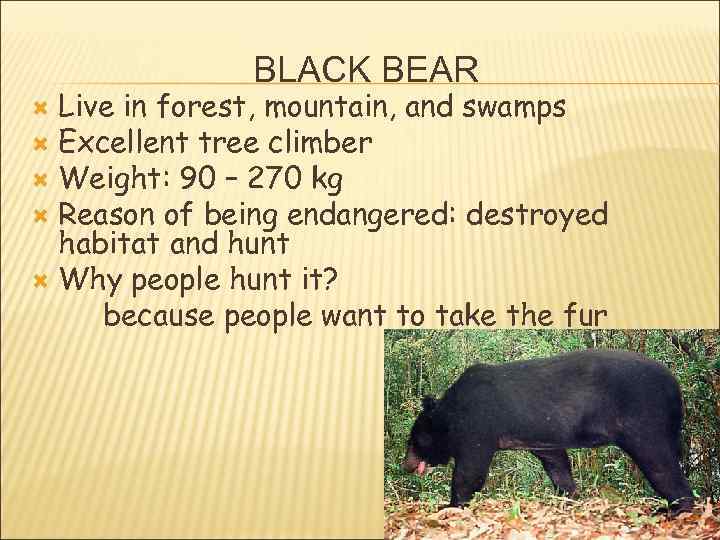 BLACK BEAR Live in forest, mountain, and swamps Excellent tree climber Weight: 90 –