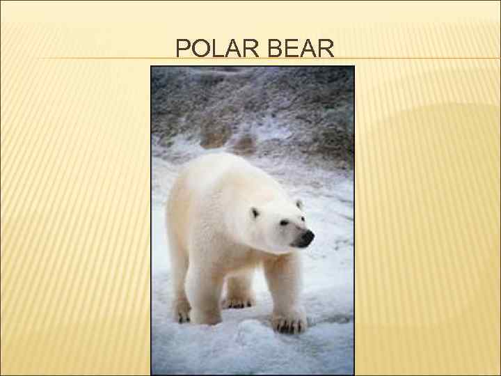 POLAR BEAR 