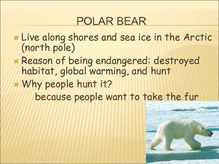 POLAR BEAR Live along shores and sea ice in the Arctic (north pole) Reason