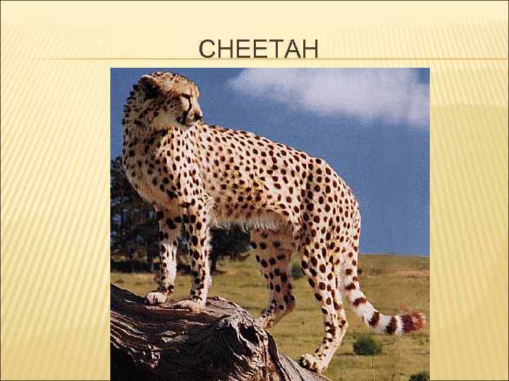 CHEETAH 