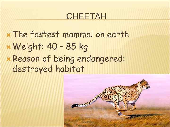 CHEETAH The fastest mammal on earth Weight: 40 – 85 kg Reason of being