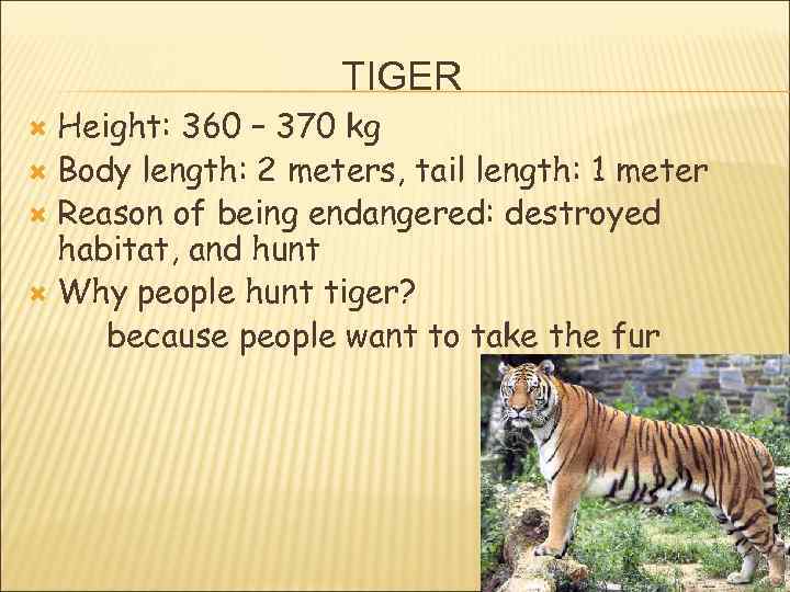 TIGER Height: 360 – 370 kg Body length: 2 meters, tail length: 1 meter