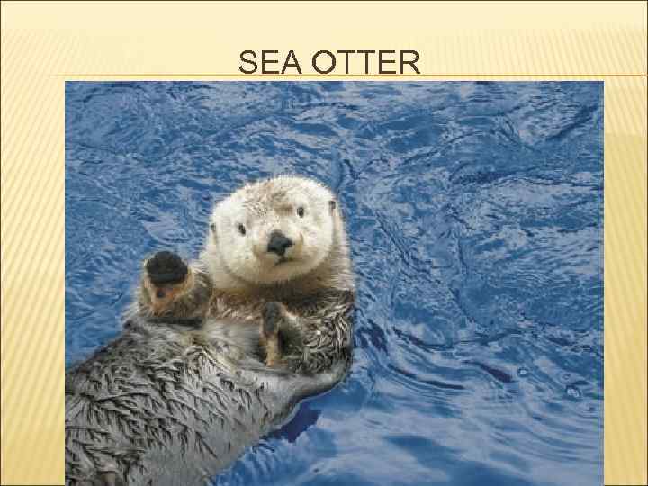 SEA OTTER 