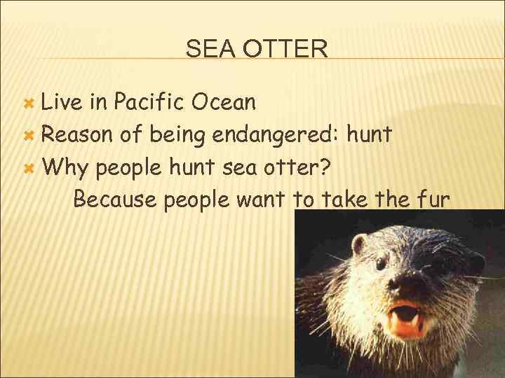 SEA OTTER Live in Pacific Ocean Reason of being endangered: hunt Why people hunt