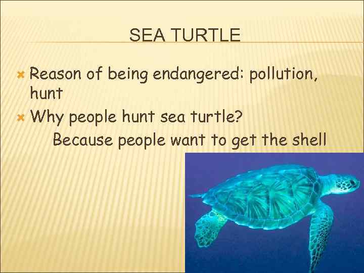 SEA TURTLE Reason of being endangered: pollution, hunt Why people hunt sea turtle? Because