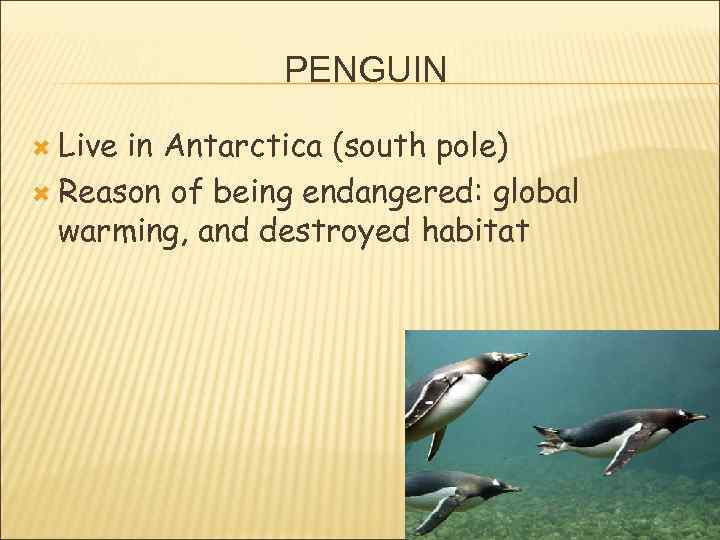 PENGUIN Live in Antarctica (south pole) Reason of being endangered: global warming, and destroyed