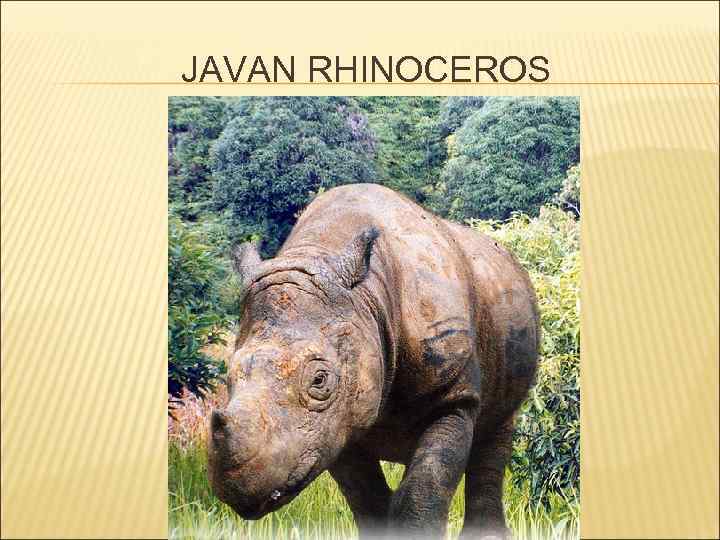 JAVAN RHINOCEROS 