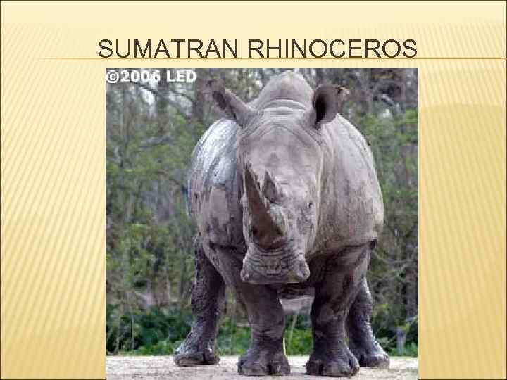SUMATRAN RHINOCEROS 