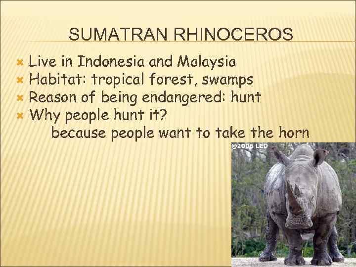 SUMATRAN RHINOCEROS Live in Indonesia and Malaysia Habitat: tropical forest, swamps Reason of being