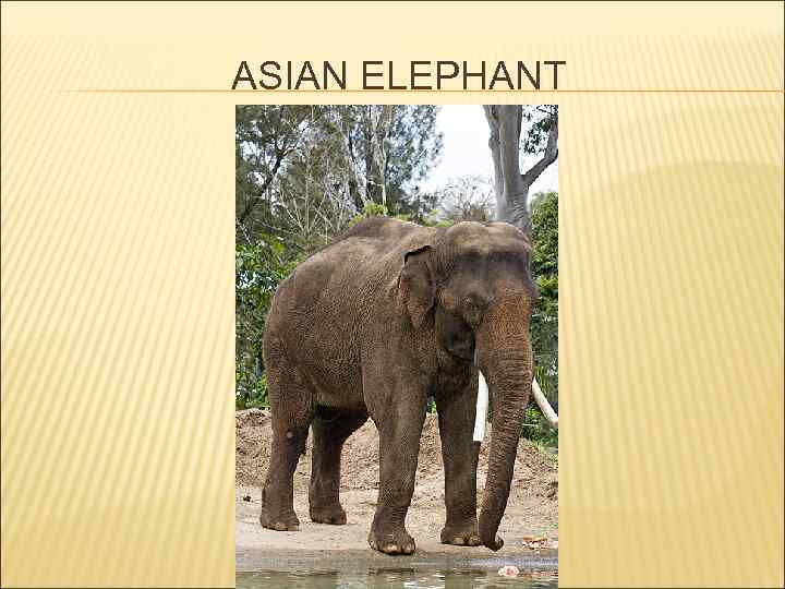 ASIAN ELEPHANT 