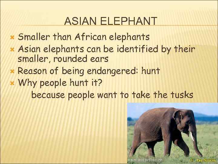 ASIAN ELEPHANT Smaller than African elephants Asian elephants can be identified by their smaller,