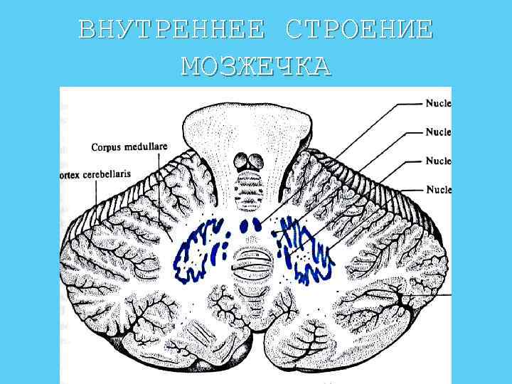 Мозжечок строение. Поперечный срез мозжечка. Ядра мозжечка схема. Поперечный срез мозжечка анатомия. Структуры мозжечка схема.