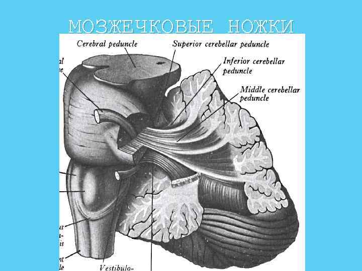 Мозжечковые цистерны